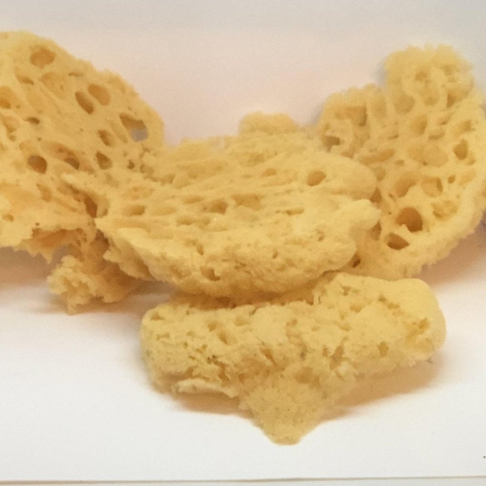 100% Natural Sea Sponge Slices for Makeup and Bodycare Buy 2 Get 1 Free!